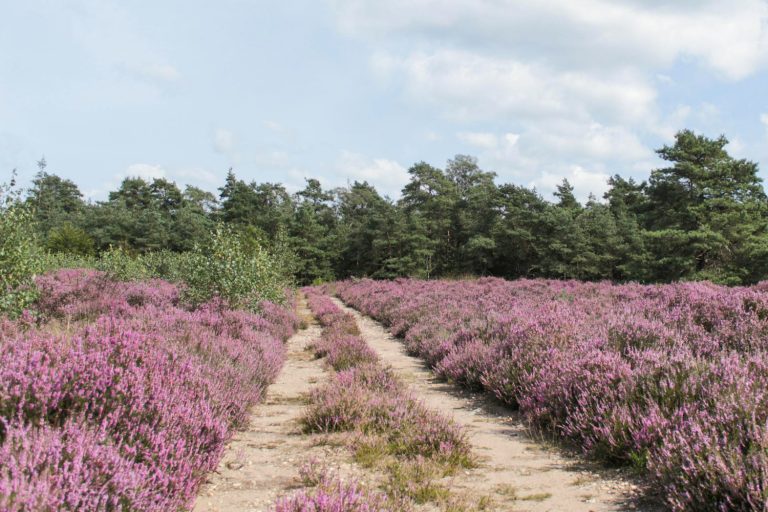 Nieuw bestuurslid: Sanne Bosboom